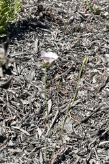 Calochortus dunnii