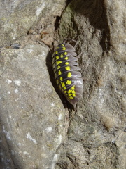 Armadillidium gestroi
