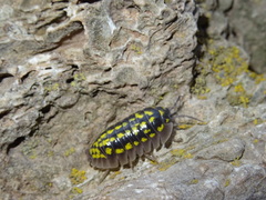 Armadillidium gestroi