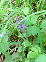 Ajuga reptans