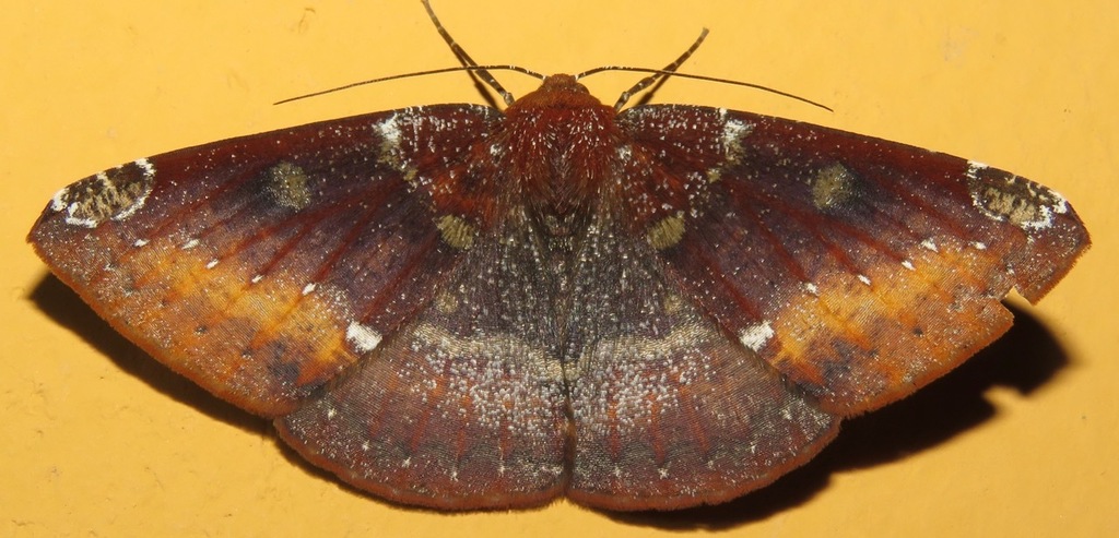 Herbita zarina