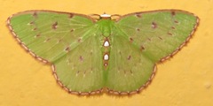 Lissochlora albociliaria