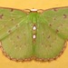 Lissochlora albocillaria - Photo (c) Rich Hoyer, some rights reserved (CC BY-NC-SA), uploaded by Rich Hoyer