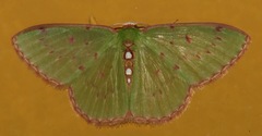 Lissochlora albociliaria