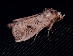 Elasmia packardii