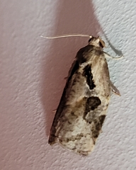 Archips grisea