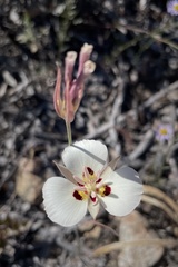 Calochortus dunnii