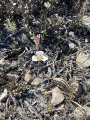 Calochortus dunnii