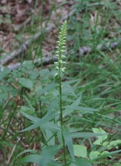 Digitalis micrantha