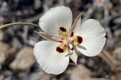 Calochortus dunnii