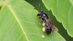 Andrena integra