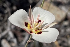Calochortus dunnii