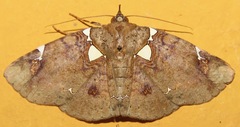 Antiblemma albipunctata