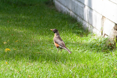 Turdus migratorius