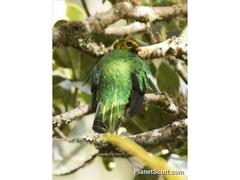 Pharomachrus auriceps