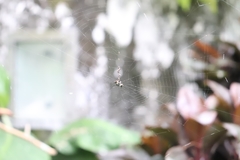 Gasteracantha cancriformis