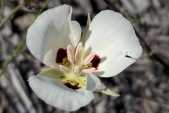 Calochortus dunnii