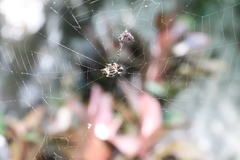Gasteracantha cancriformis