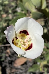Calochortus dunnii