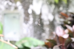 Gasteracantha cancriformis