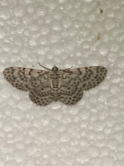 Hymenomima umbelularia