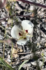 Calochortus dunnii
