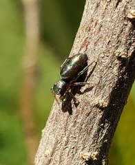 Tutelina elegans