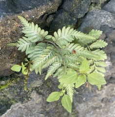 Athyrium niponicum