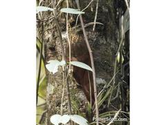 Drymotoxeres pucheranii