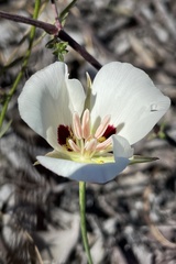 Calochortus dunnii