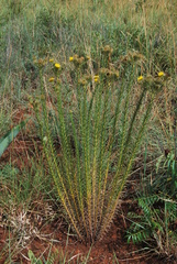 Berkheya densifolia