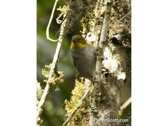 Yellow-Whiskered Bush Tanager photo 2