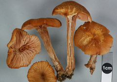 Laccaria laccata pallidifolia