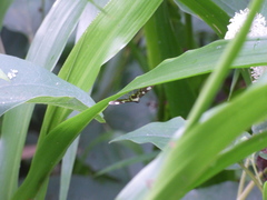 Desmia maculalis