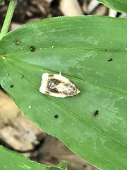 Clepsis melaleucanus