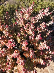 Crassula rupestris