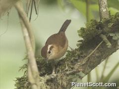 Troglodytes solstitialis