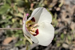 Calochortus dunnii