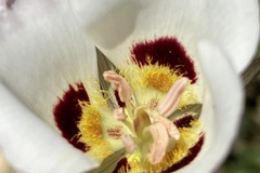 Calochortus dunnii