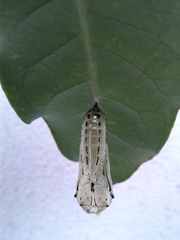 Methona themisto