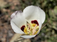 Calochortus dunnii