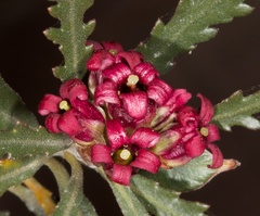 Pittosporum patulum
