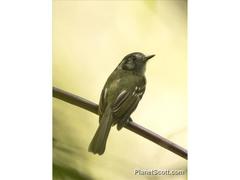 Leptopogon superciliaris