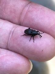 Sphenophorus costipennis