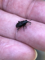 Sphenophorus costipennis