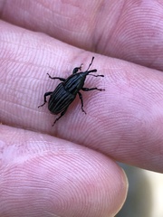 Sphenophorus costipennis