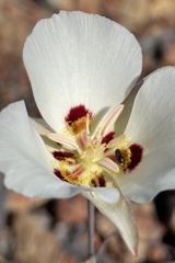 Calochortus dunnii