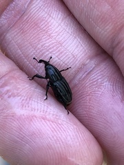 Sphenophorus costipennis