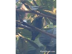 Chlorochrysa calliparaea