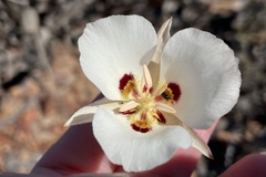 Calochortus dunnii